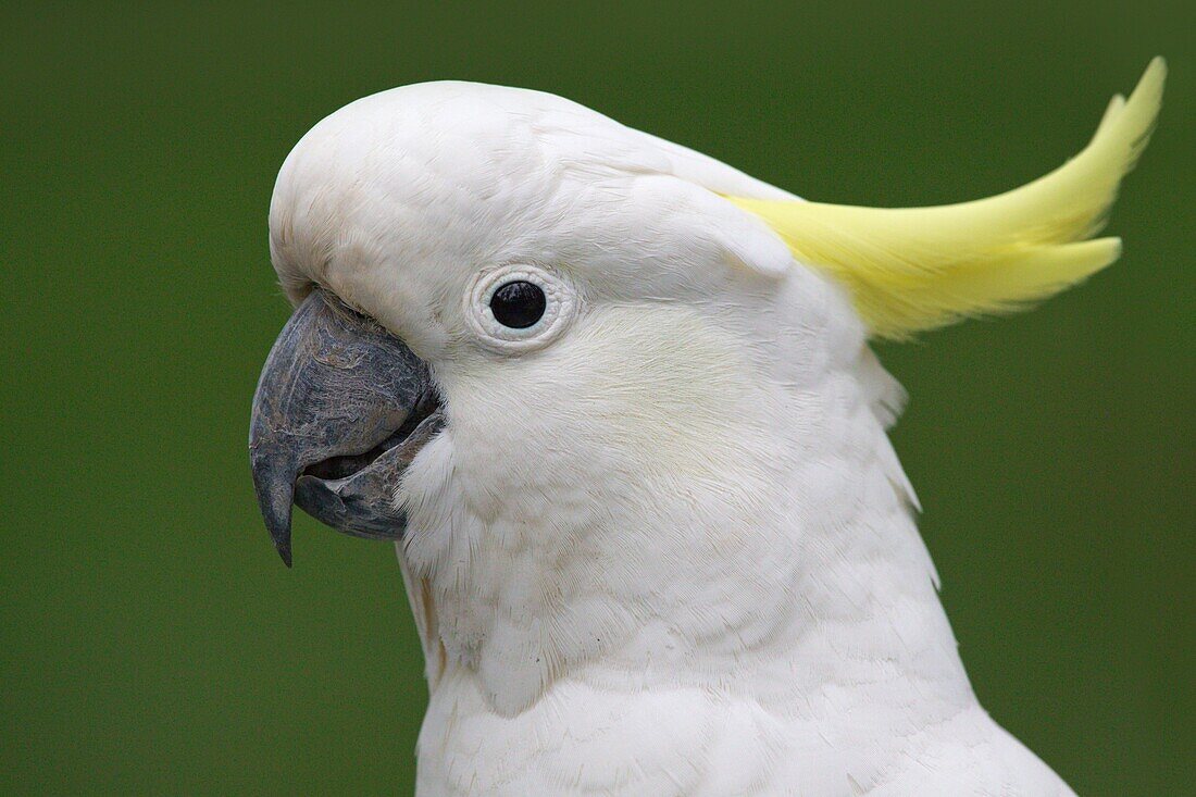 Sulphur-crested Cockatoo (Cacatua galerita), Victoria, Australia