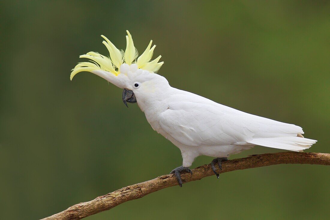 Sulphur-crested Cockatoo (Cacatua galerita), Victoria, Australia