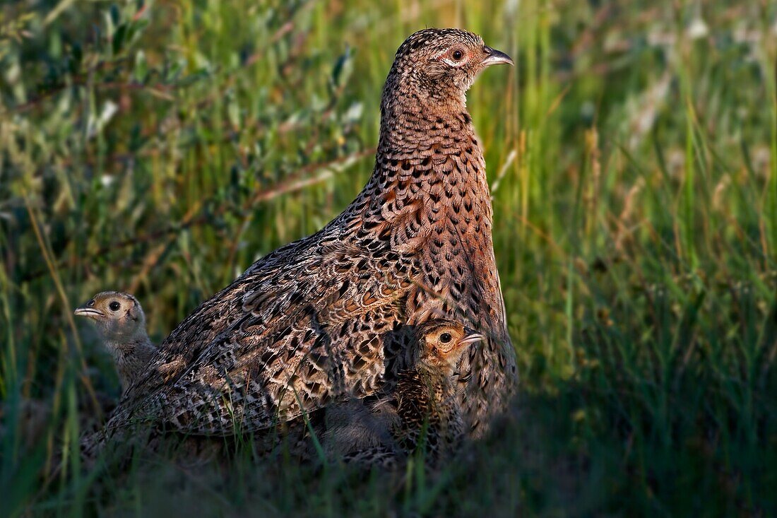 Ring-necked Pheasant (Phasianus colchicus) female and chicks, Texel, Netherlands