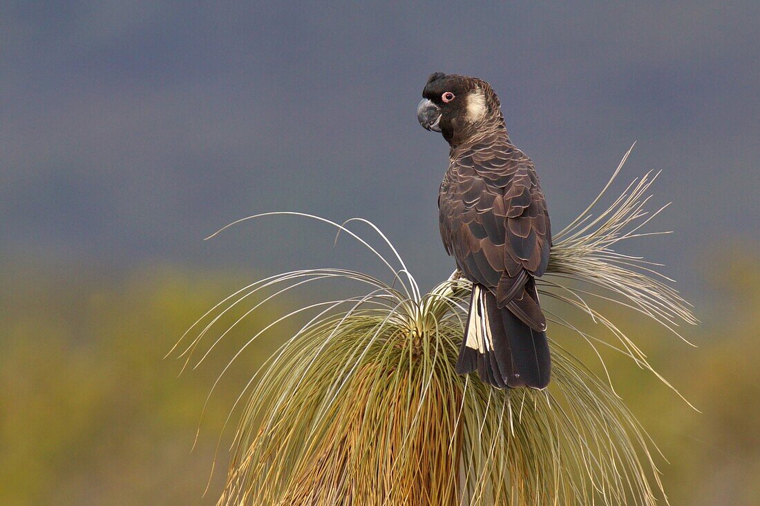 Carnaby's Black Cockatoo (Calyptorhynchus latirostris), Perth, Australia