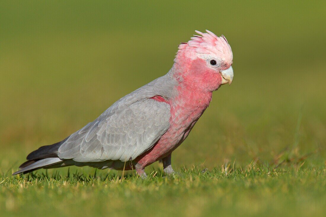 Galah (Eolophus roseicapilla), Australia