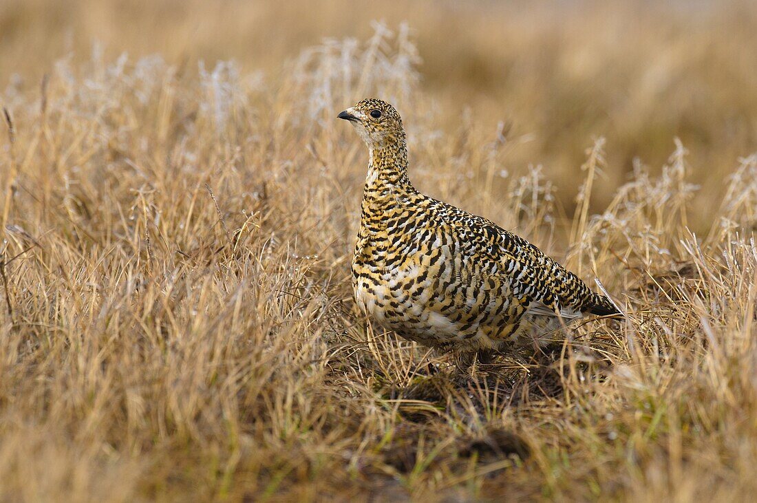 Rock Ptarmigan (Lagopus muta)