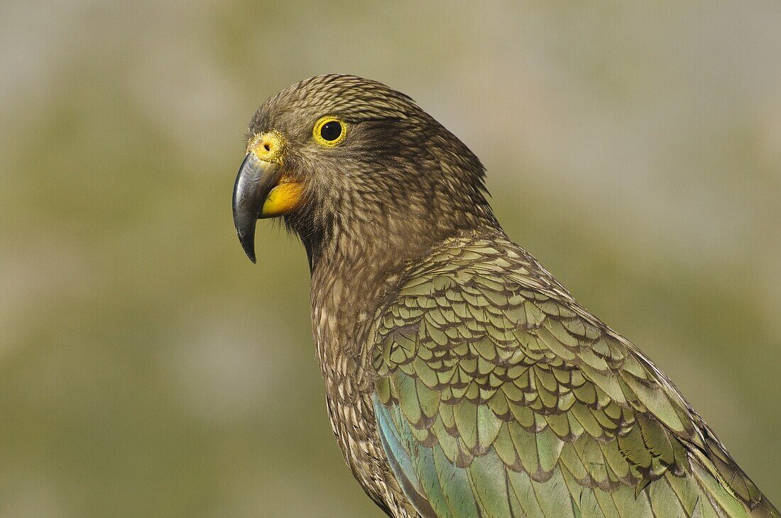 Kea (Nestor notabilis), New Zealand