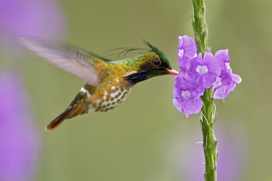 Black-crested Coquette (Lophornis helenae) male feeding on nectar, Costa Rica