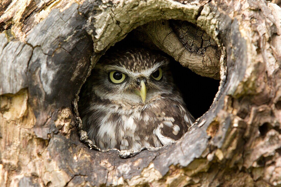 Little Owl (Athene noctua) in tree hollow, Rhineland-Palatinate, Germany