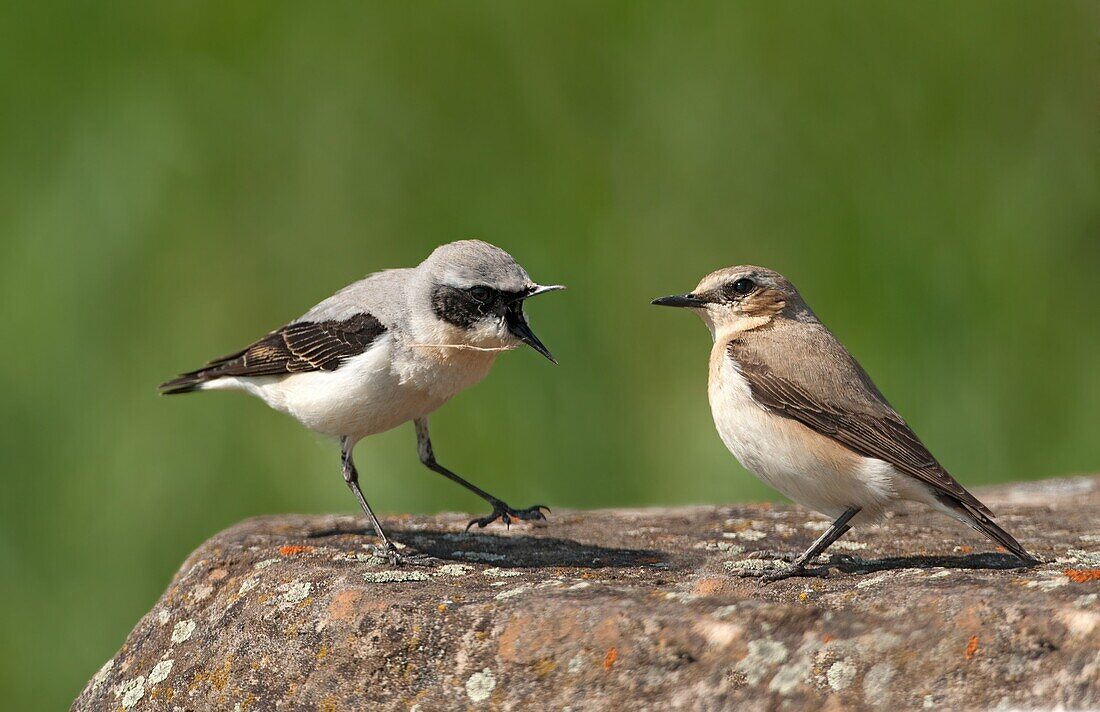Northern Wheatear (Oenanthe oenanthe) male and female