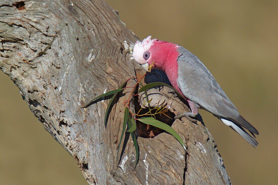 Galah (Eolophus roseicapilla), Victoria, Australia