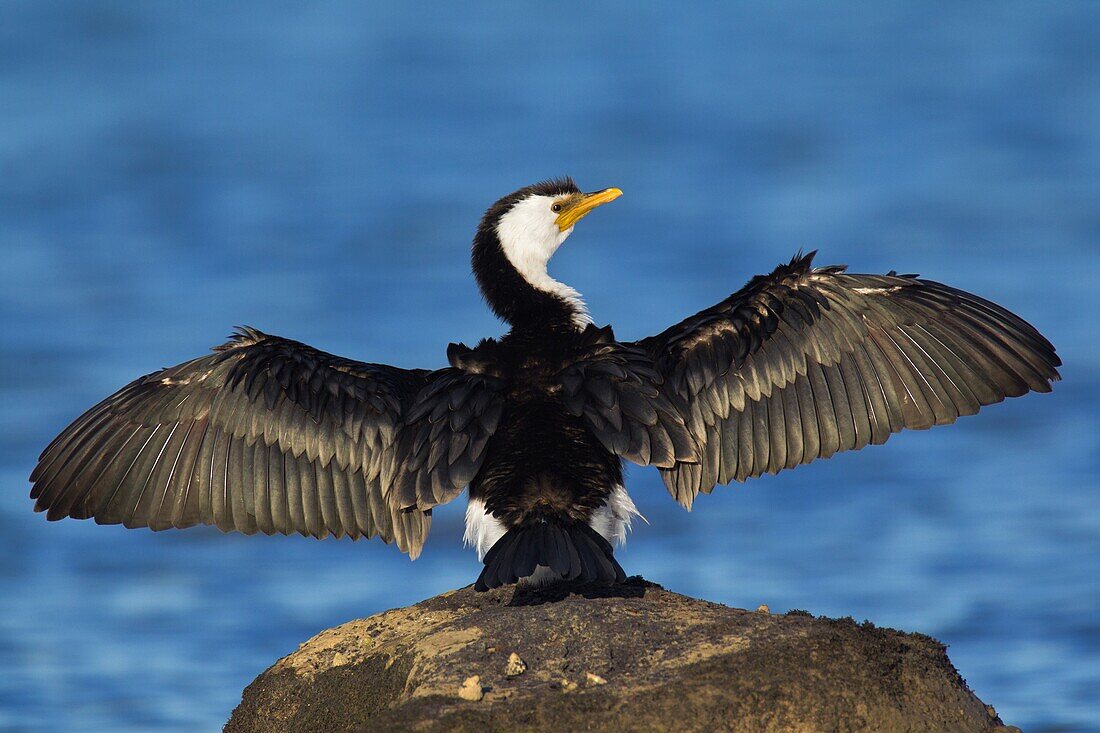 Little Pied Cormorant (Microcarbo melanoleucos), Victoria, Australia