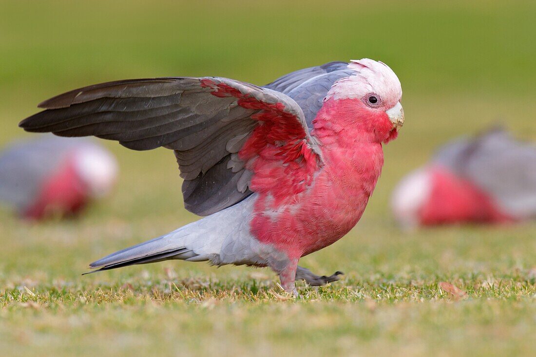 Galah (Eolophus roseicapilla), Victoria, Australia