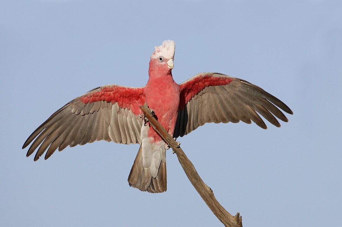 Galah (Eolophus roseicapilla), Queensland, Australia