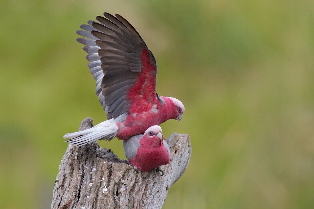 Galah (Eolophus roseicapilla), Victoria, Australia