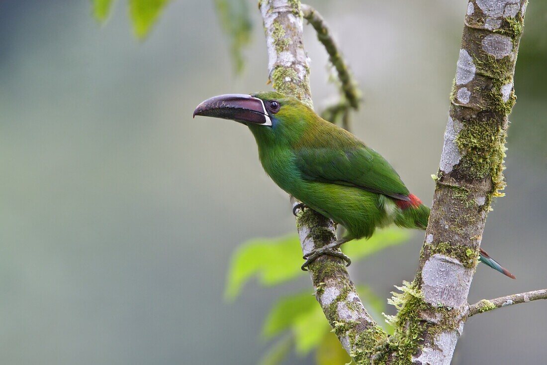 Crimson-rumped Toucanet (Aulacorhynchus haematopygus), Ecuador