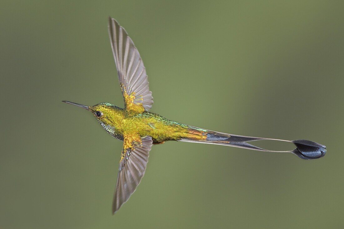 Booted Racket-tail (Ocreatus underwoodii) male, Ecuador