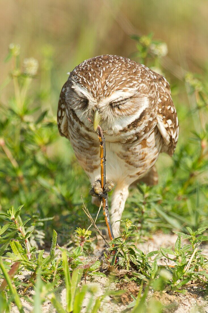 Burrowing Owl (Athene cunicularia) eating a snake, Florida