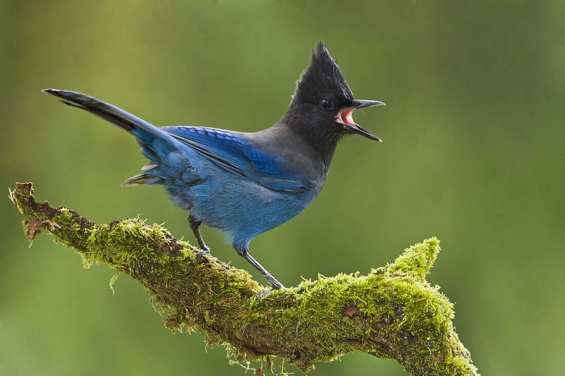 Steller's Jay (Cyanocitta stelleri) calling, British Columbia, Canada