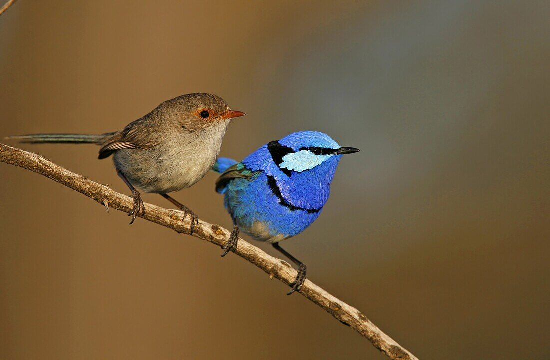 Splendid Fairywren (Malurus splendens) pair, Victoria, Australia