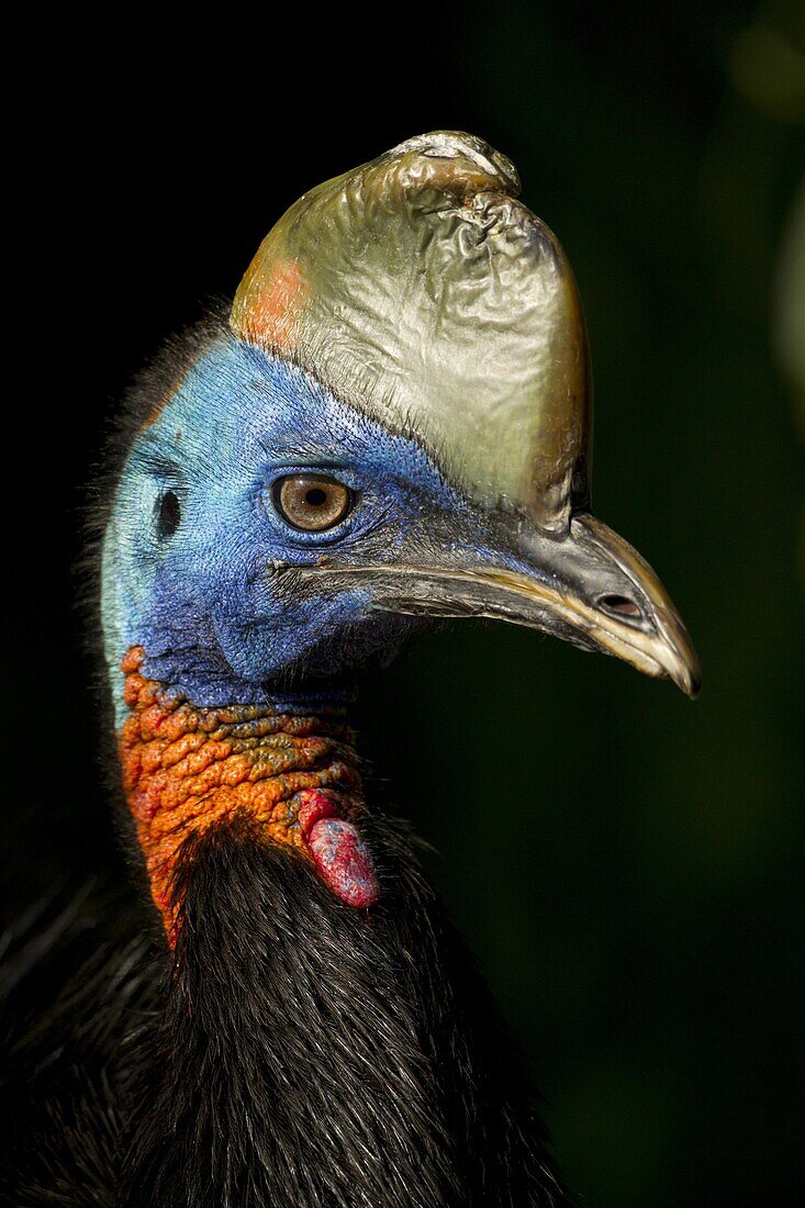 Southern Cassowary (Casuarius casuarius) female