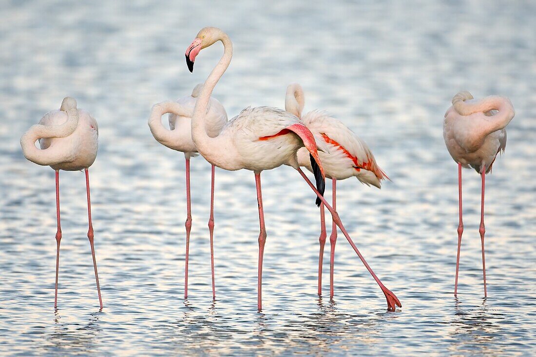 European Flamingo (Phoenicopterus roseus) group preening and stretching, Camargue, France