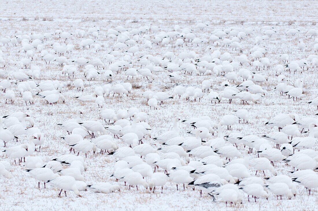 Snow Goose (Chen caerulescens) flock, New Mexico