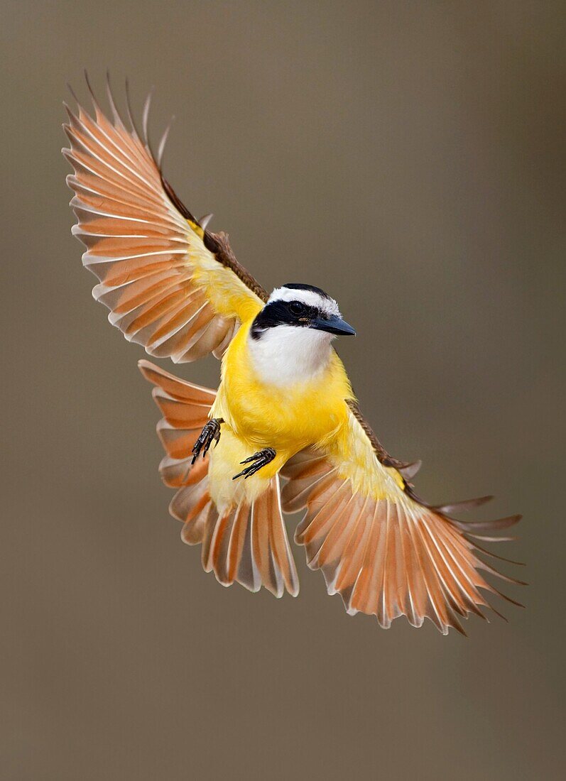 Great Kiskadee (Pitangus sulphuratus), Texas