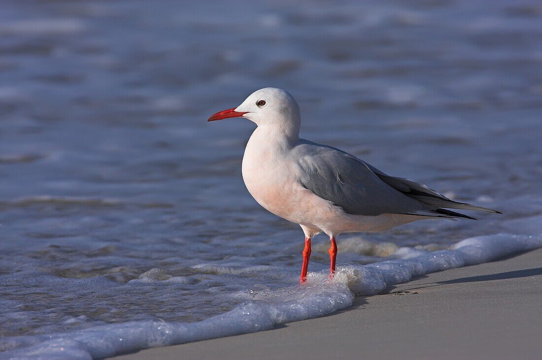 Slender-billed Gull (Larus genei), Al Mughsayl, Oman