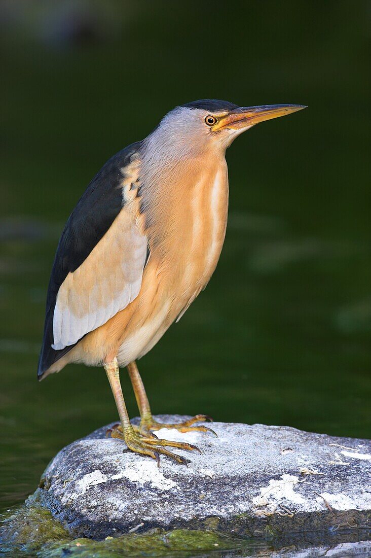 Little Bittern (Ixobrychus minutus), Lesvos, Greece