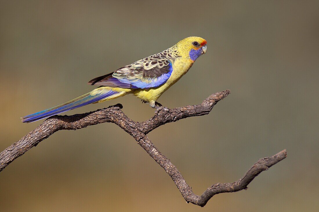 Yellow Rosella (Platycercus flaveolus), Victoria, Australia