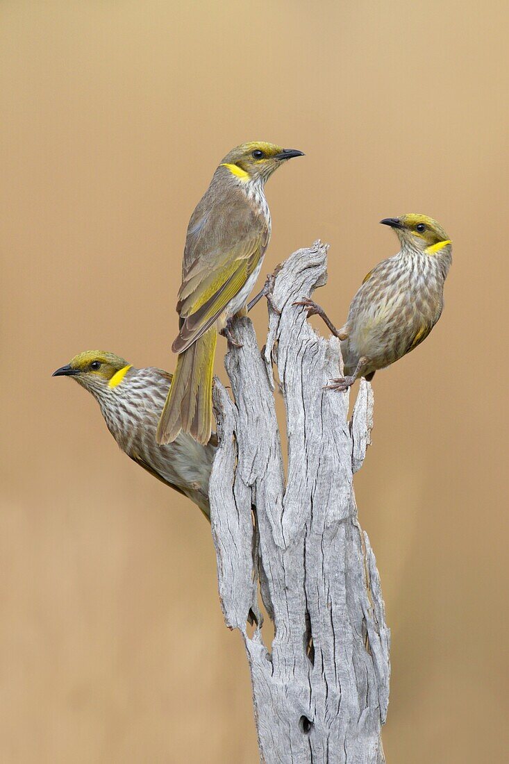 Yellow-plumed Honeyeater (Lichenostomus ornatus) group, Victoria, Australia