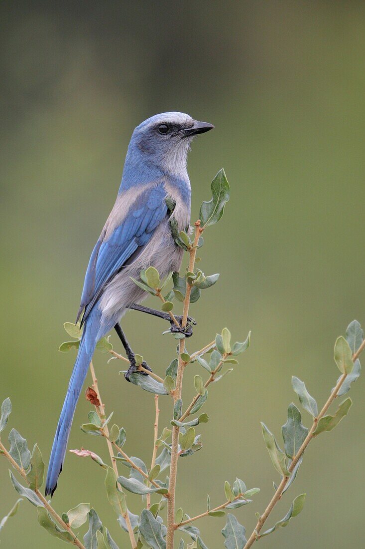 Florida Jay (Aphelocoma coerulescens), Florida