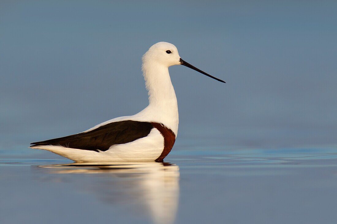 Banded Stilt (Cladorhynchus leucocephalus), Victoria, Australia