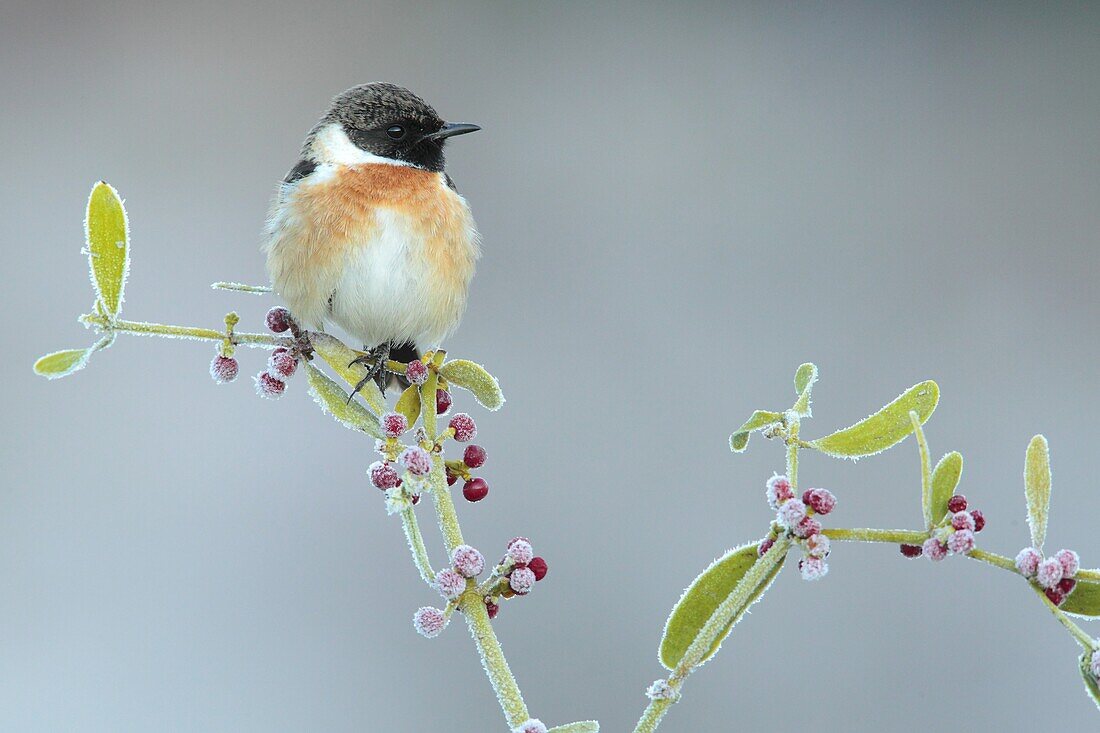 European Stonechat (Saxicola rubicola) male, Cadiz, Spain