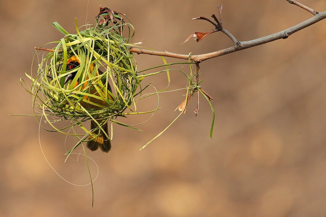Masked-Weaver (Ploceus velatus) male in woven grass nest, Windhoek, Namibia