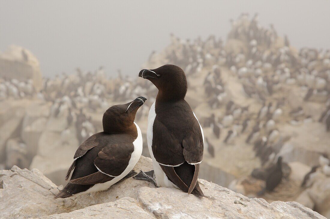 Razorbill (Alca torda) pair, Farne Islands, United Kingdom