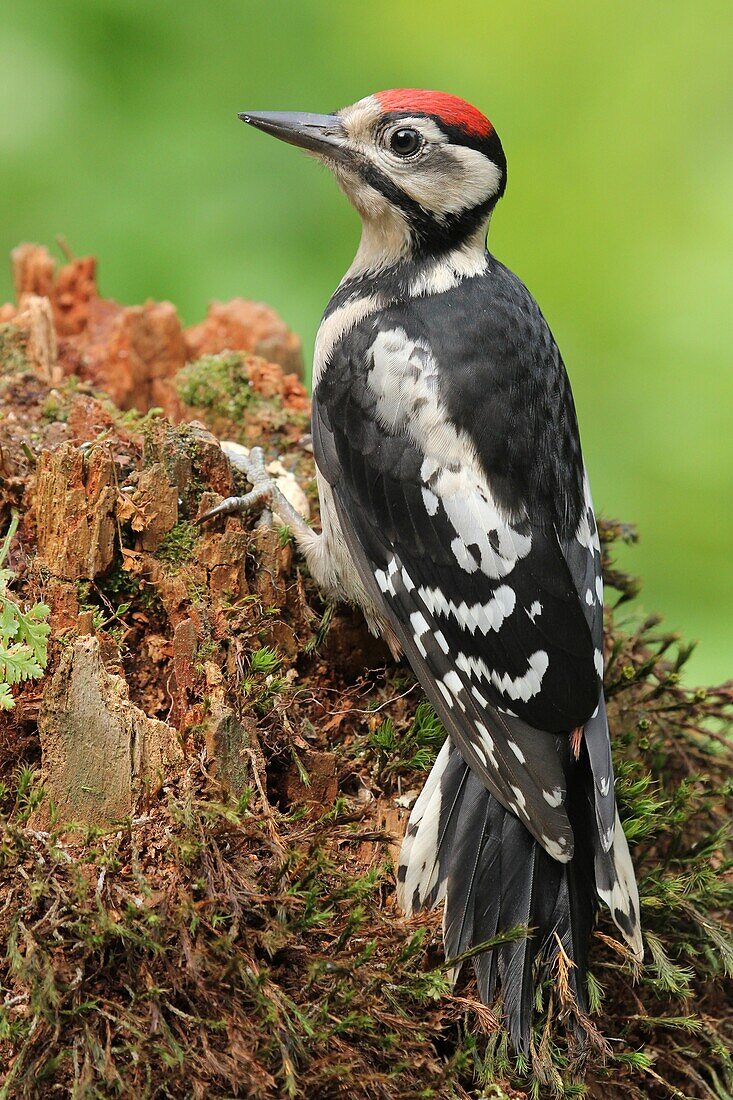 Great Spotted Woodpecker (Dendrocopos major) male, Lower Saxony, Germany