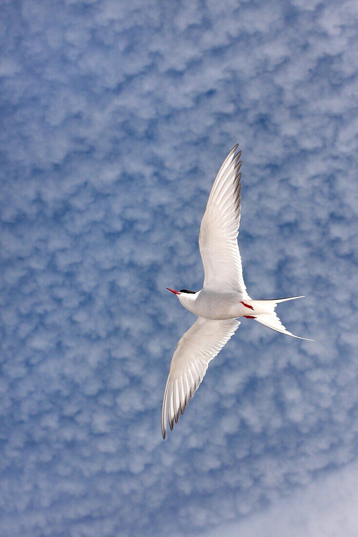 Arctic Tern (Sterna paradisaea), Manitoba, Canada