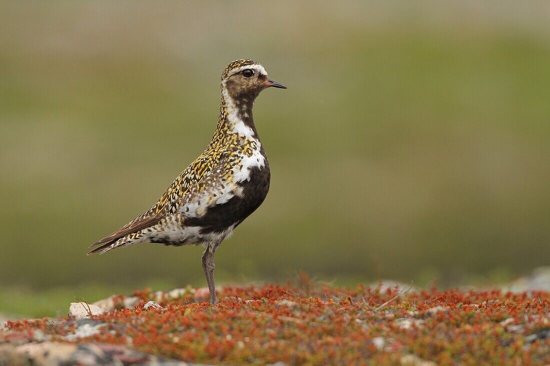 Golden Plover (Pluvialis apricaria), Varanger, Norway