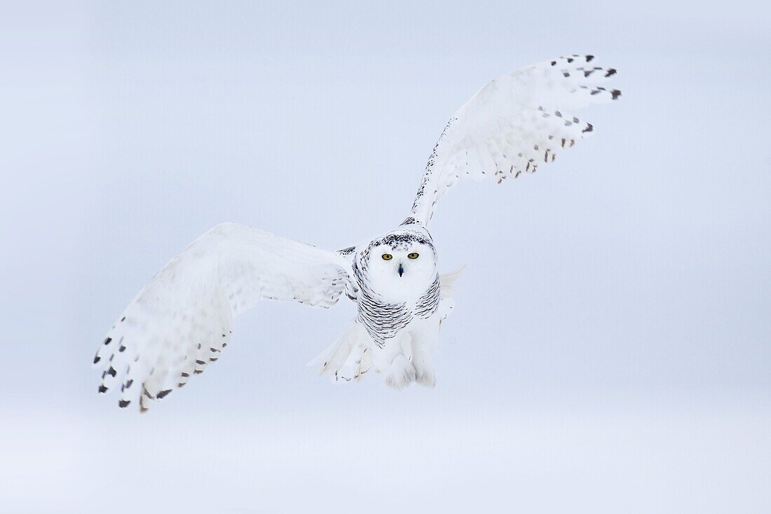 Snowy Owl (Nyctea scandiaca), Iowa