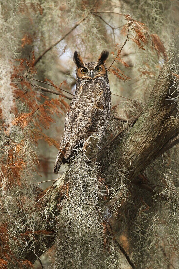 Great Horned Owl (Bubo virginianus), Florida