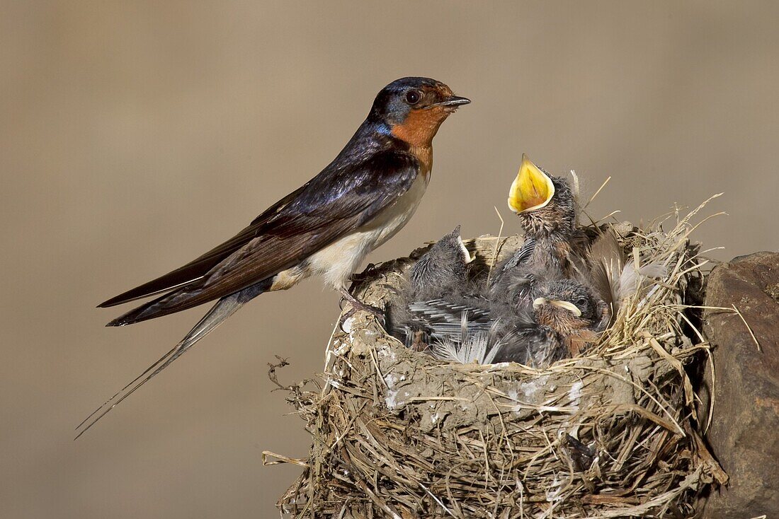 Barn Swallow (Hirundo rustica) at nest with begging chicks, Ohio