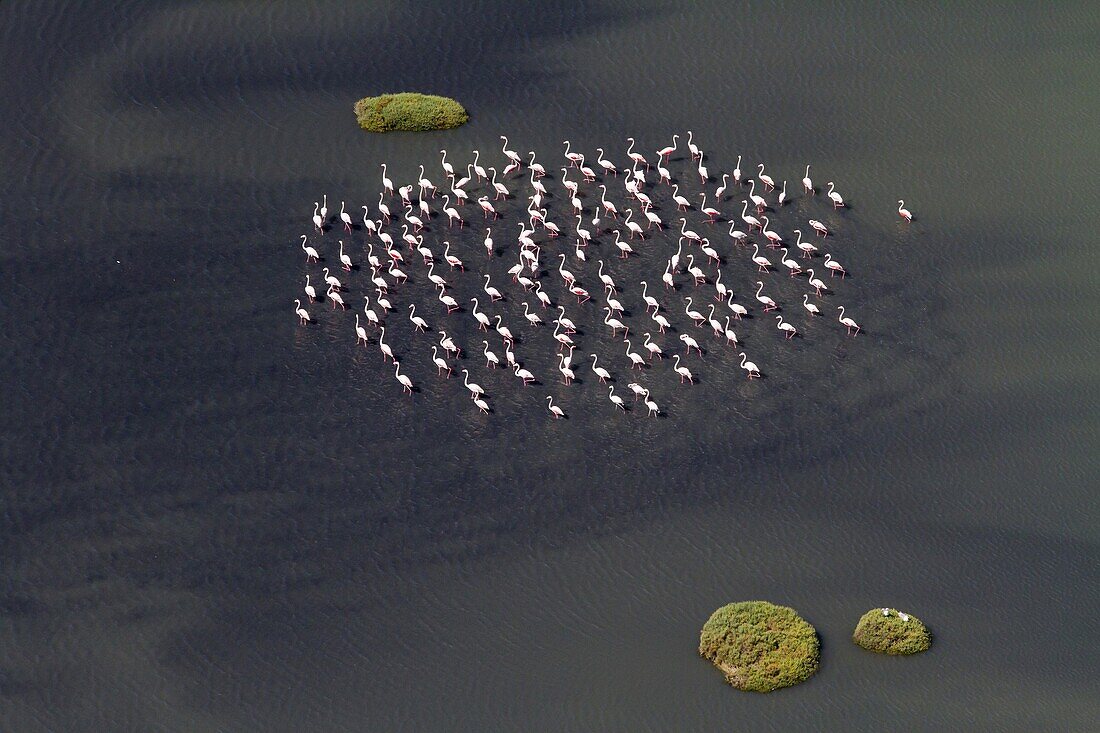 European Flamingo (Phoenicopterus roseus) flock n shallow water, Cadiz, Spain