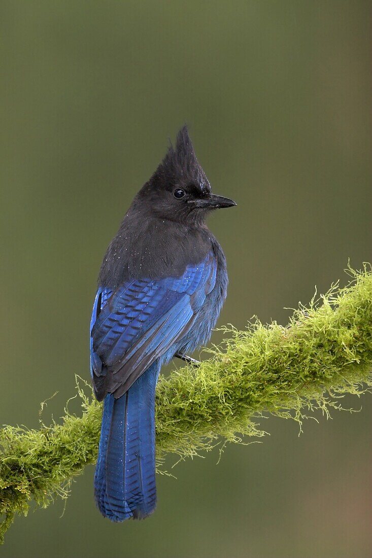 Steller's Jay (Cyanocitta stelleri), British Columbia, Canada