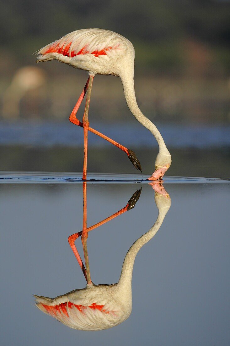 European Flamingo (Phoenicopterus roseus) feeding, Seville, Spain