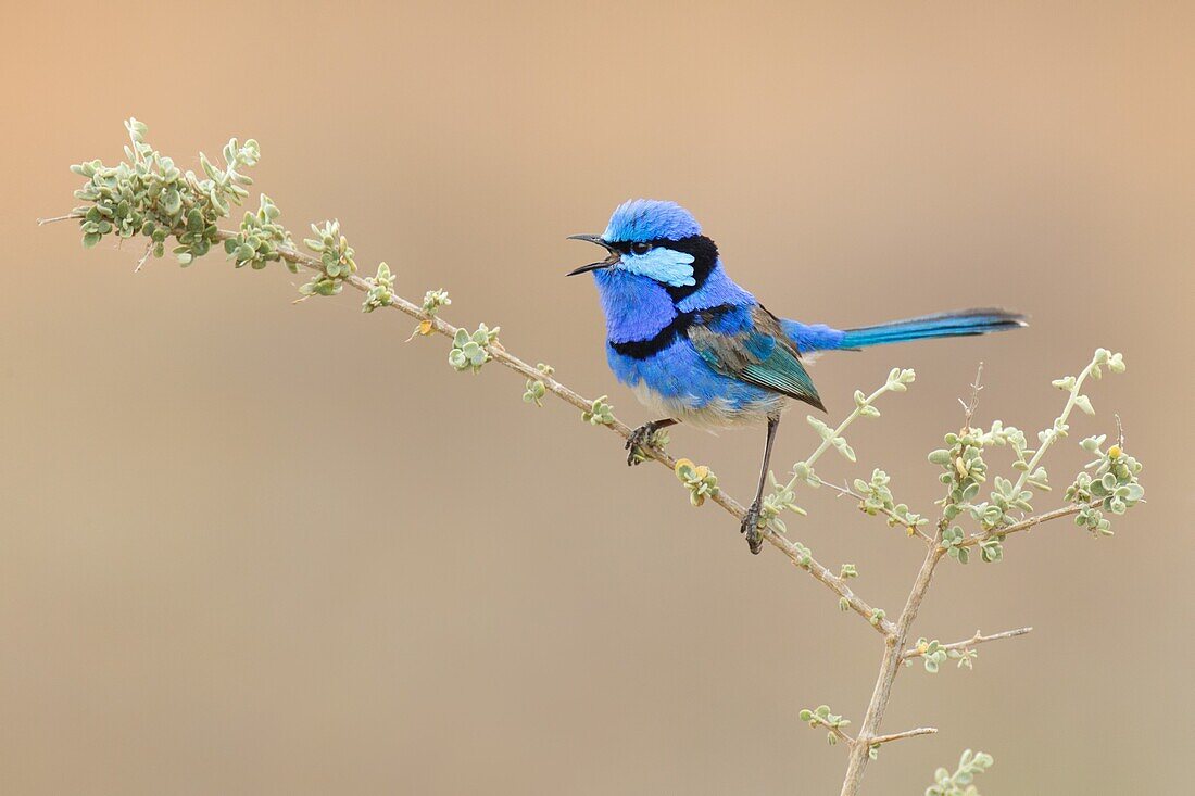 Splendid Fairywren (Malurus splendens) singing male, Victoria, Australia