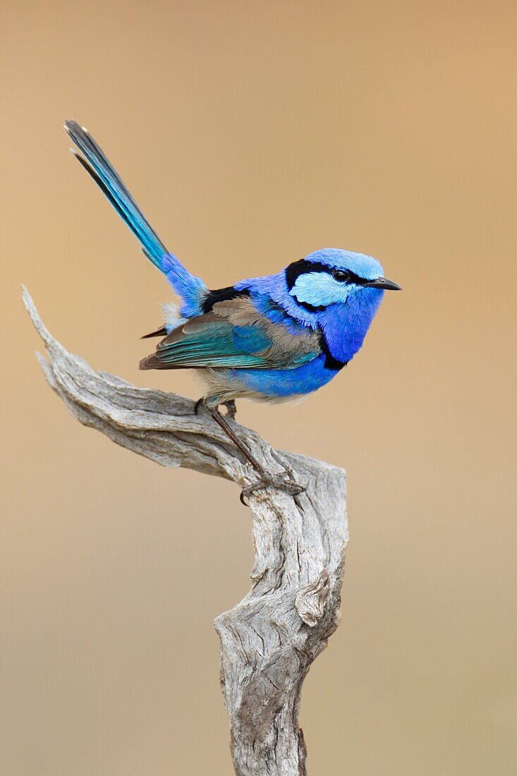 Splendid Fairywren (Malurus splendens) male, Victoria, Australia