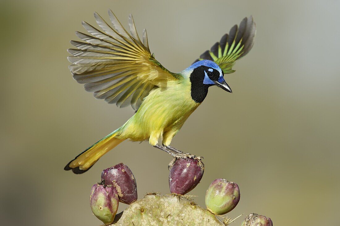 Green Jay (Cyanocorax yncas), Texas