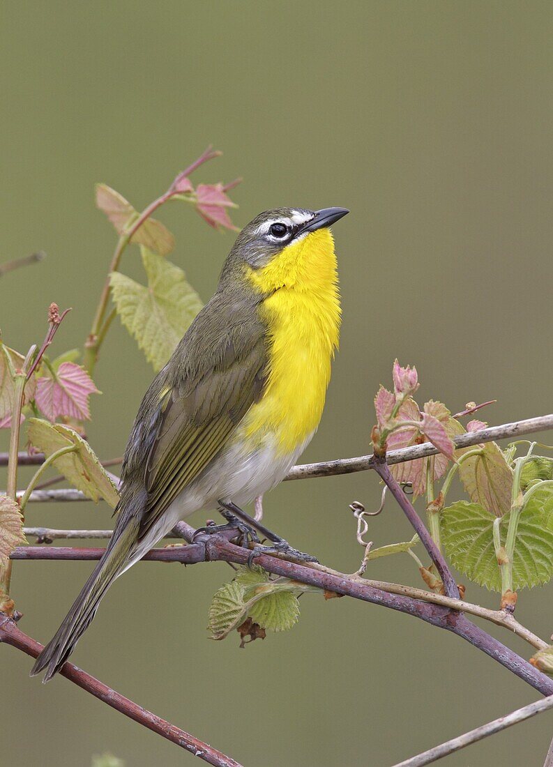 Yellow-breasted Chat (Icteria virens), Ohio