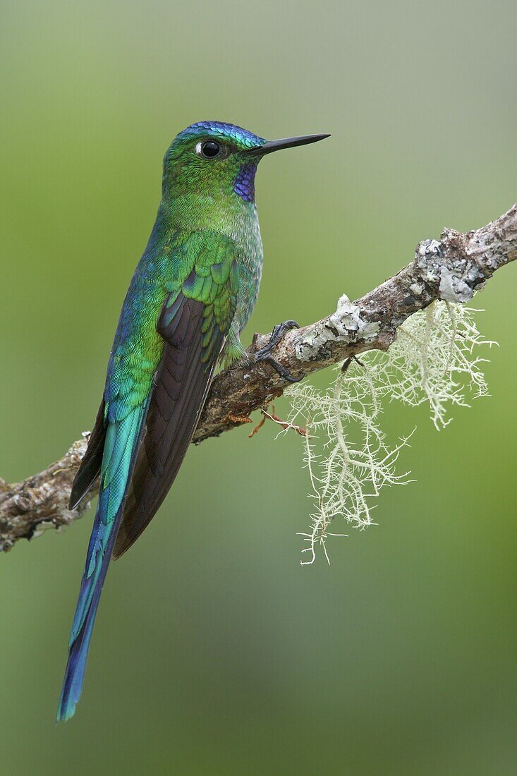 Long-tailed Sylph (Aglaiocercus kingi) male, Abra Patricia Protected Area, Peru