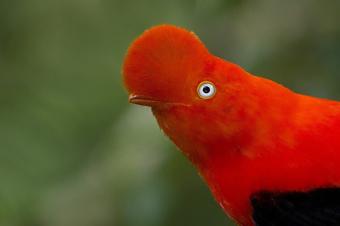 Andean Cock-of-the-rock (Rupicola peruvianus) male, Manu National Park, Peru