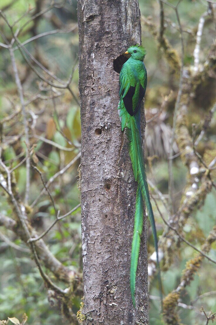 Resplendent Quetzal (Pharomachrus mocinno) male, Costa Rica