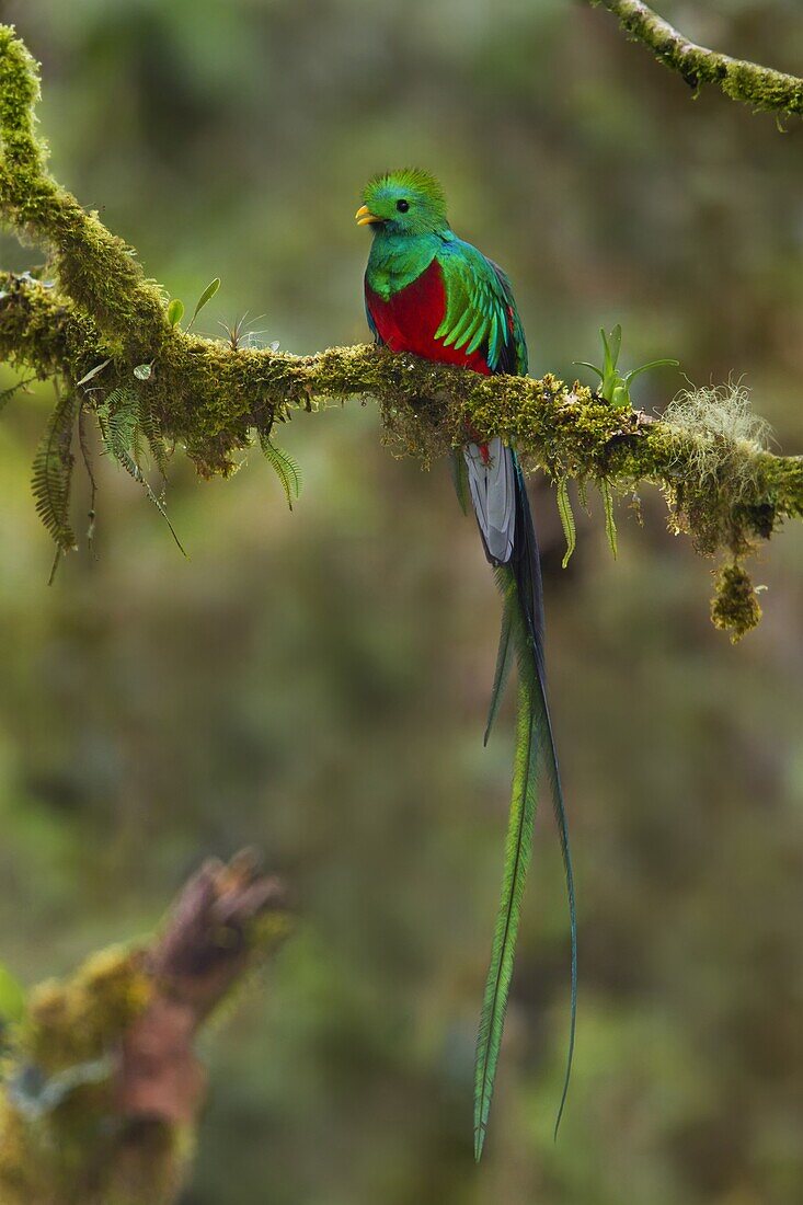 Resplendent Quetzal (Pharomachrus mocinno) male, Costa Rica